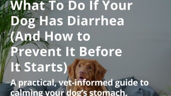 What To Do If Your Dog Has Diarrhea (And How to Prevent It Before It Starts)