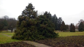 On well-trodden trails on a December morning - My Actifit Report Card: December 9 2022