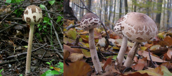 Mushrooms occurring in Europe - Macrolepiota konradii