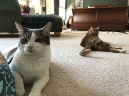 Today's Cat Photos!