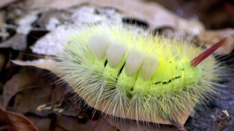 Calliteara pudibunda - deadly for deciduous trees, then a beautiful night butterfly