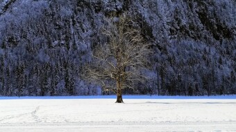 lonesome tree on a meadow