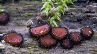 These teeth can seduce - Eyelash cup (Scutellinia scutellata)