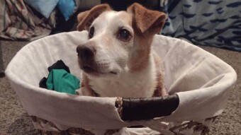 My First Doggo