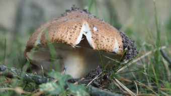 Beautiful mushroom