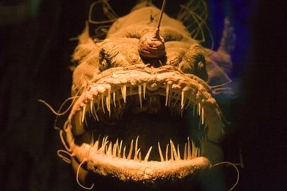 😳🐙🐟  Interesting fish