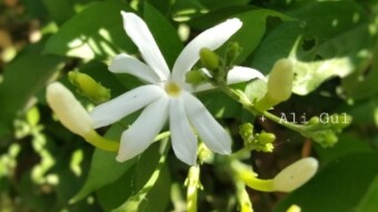 ☑ Gorgeous look of flower | Mobile photography