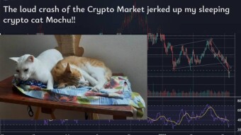The loud crash of the Crypto Market jerked up my sleeping crypto cat Mochu!!