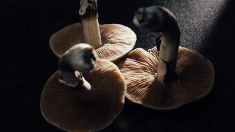 The Potential of Microdosing Psychedelics for Enhancing Creativity, Cognition, and Productivity