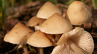 Mushrooms occurring in Europe - Mycena galericulata