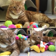 A Whole Lotta Cat Pictures!