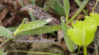 WATER DROPS Photography