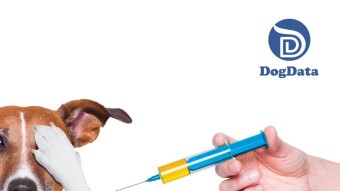 How the dog breeding industry is affected by the outbreak of the Coronavirus