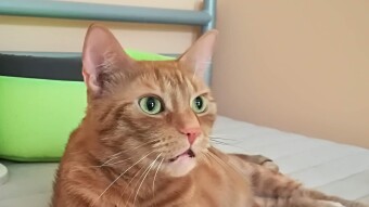 11 Jahre altes Video vom Merlin