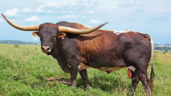 The Bull Market starts Tommorow..What would you do??