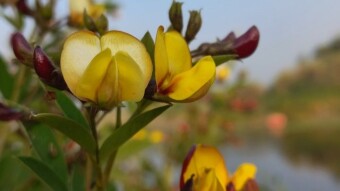 Flower Photography