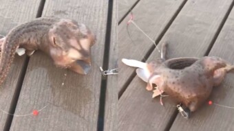 A fisherman from Coney Island, New York, caught mysterious fish. Scientists are wondering what that is.