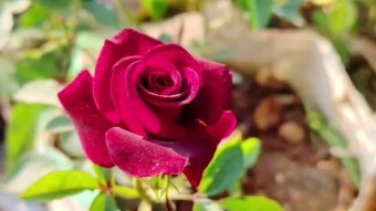 Flower videography