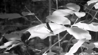 Damselfly on leaf - Infrared Photography