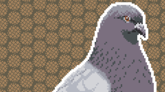 For The Birds! Pigeon drop .