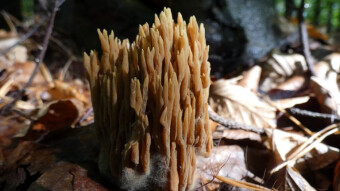 Fascinating mushroom shapes - Ramaria eumorpha (Pine coral)