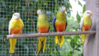 Turquoisine Grass Parakeets