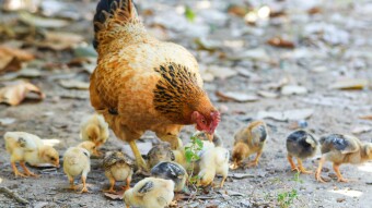 Learn From A Hen