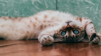 Cat videos!!!  (Yes, I broke down and had to do it)