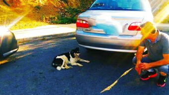 PLEASE: LET'S STAY WITH STREET ANIMALS