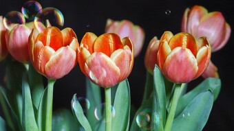 The Tulip Mania: What Happened During The Tulip Bubble in the Netherlands!