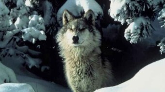 El que con lobos anda, a aullar se enseña / He who walks with wolves is taught to howl