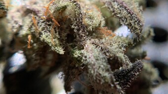 Northern Lights (macro)