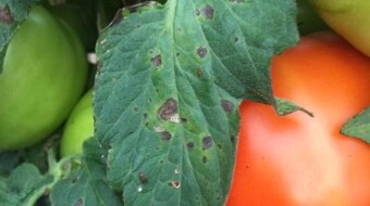 Dealing with Early Blight