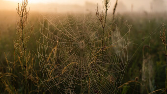 Run The Chain: Falling Into Storytelling Traps