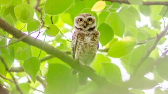 Spotted Owlet - Birding / Wildlife