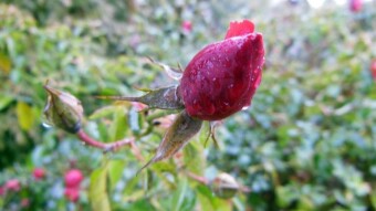 It's rainy today, but it's still autumn, because even some roses came back to life - My Actifit Report Card: December 6 2022