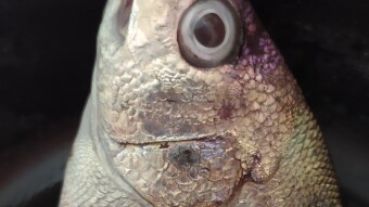 THE wonderfull and interesting fish: EŞKİNA