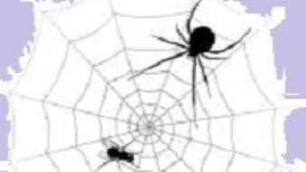 The Web