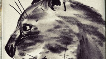 Catsketch#