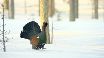 Western Capercaillie (Tetrao urogallus) - the most spectacular mating season of birds