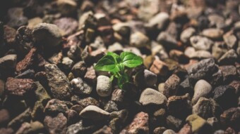 I planted a SEED