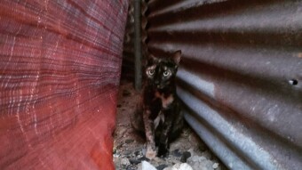 Panther; Threatened by the Growing Risks that come with Development