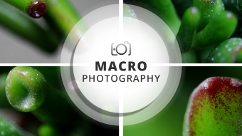 Macro Photography Session | Crassula Ovata - Wealth and prosperity plan