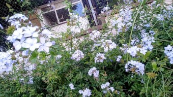 Jasmine