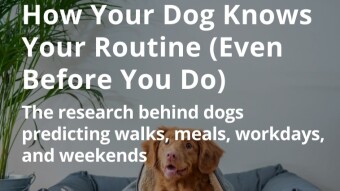 How Your Dog Knows Your Routine (Even Before You Do)