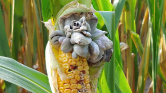 Ustilago maydis - Little-known mushrooms - the edible corn parasite