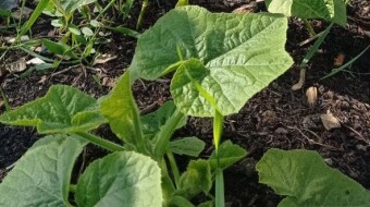 Our Vegetable Plots #20