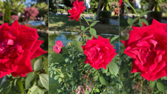 Nature from my eyes Part I "Last Days of Roses"