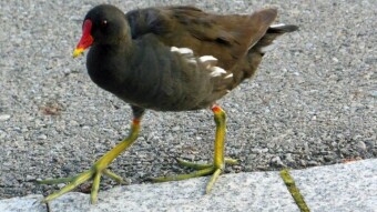 Adult common moorhen, or swamp chicken on the catwalk.