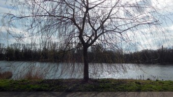 A beautiful Sunday, with a spring accent. A successful walk despite many walkers - My Actifit Report Card: March 3 2024